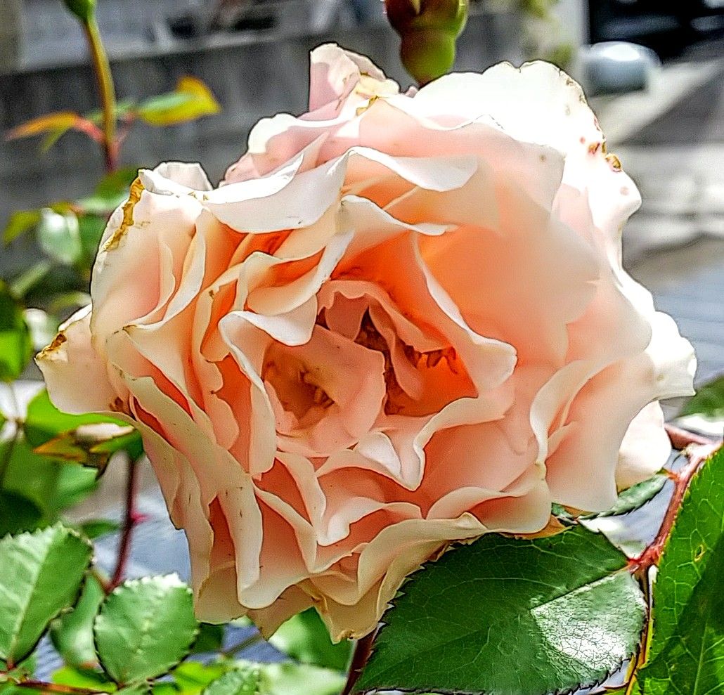 通販半額イベントでバラ🌹がきました🎵