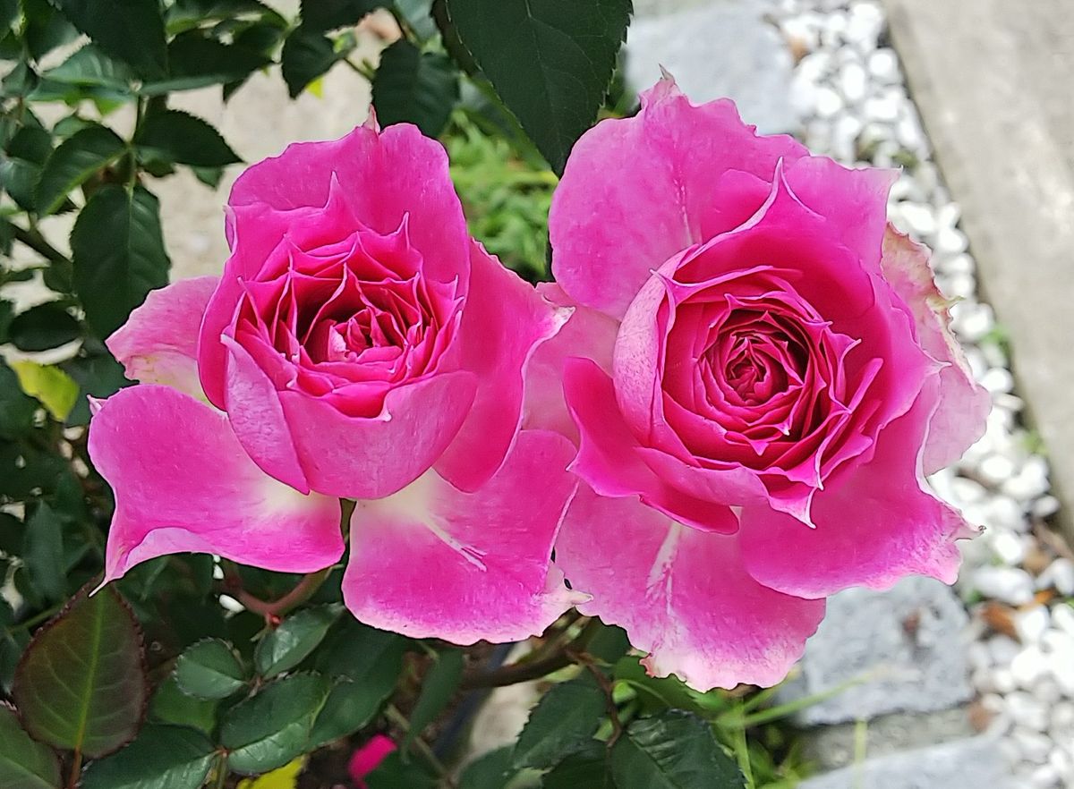 通販半額イベントでバラ🌹がきました🎵