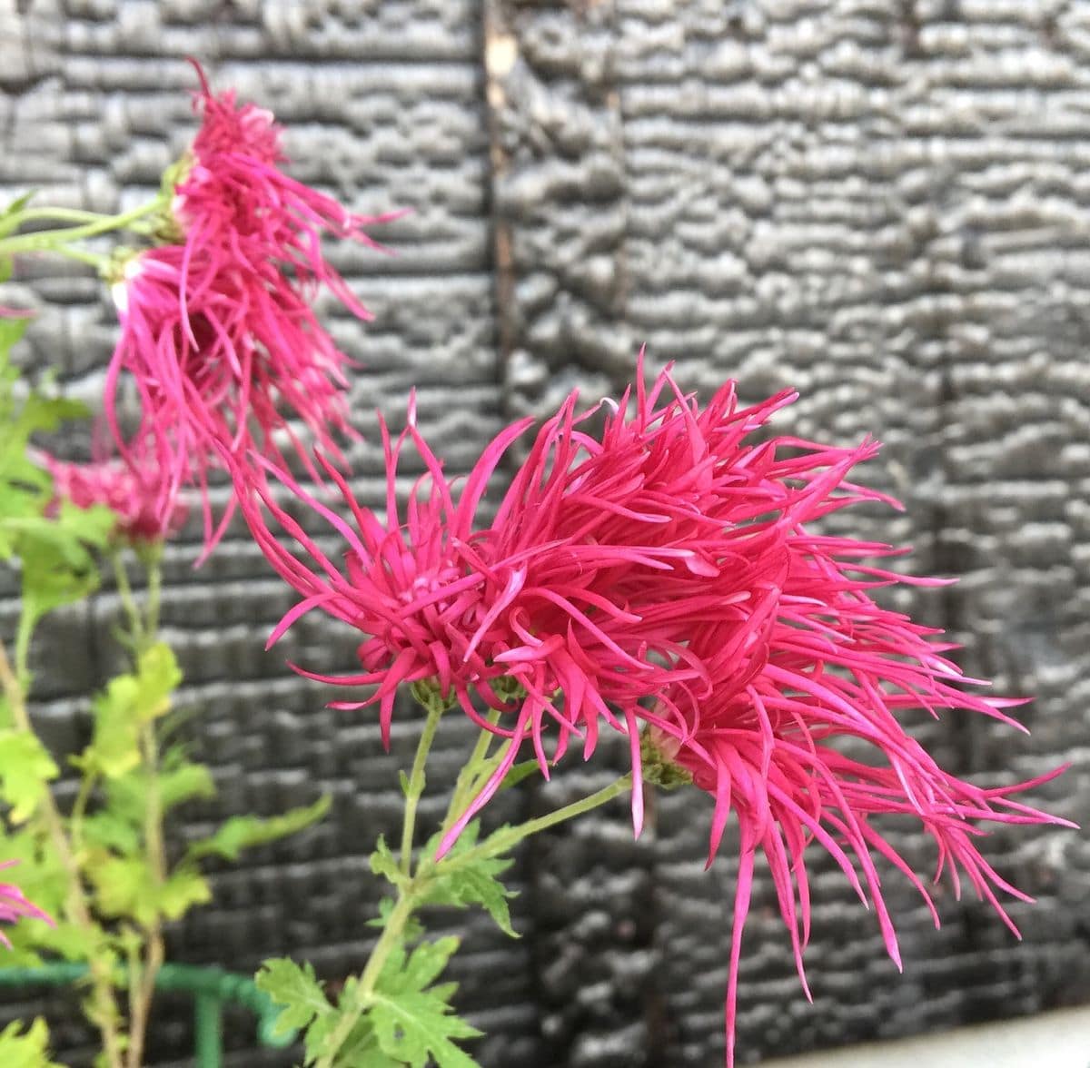 今日の花