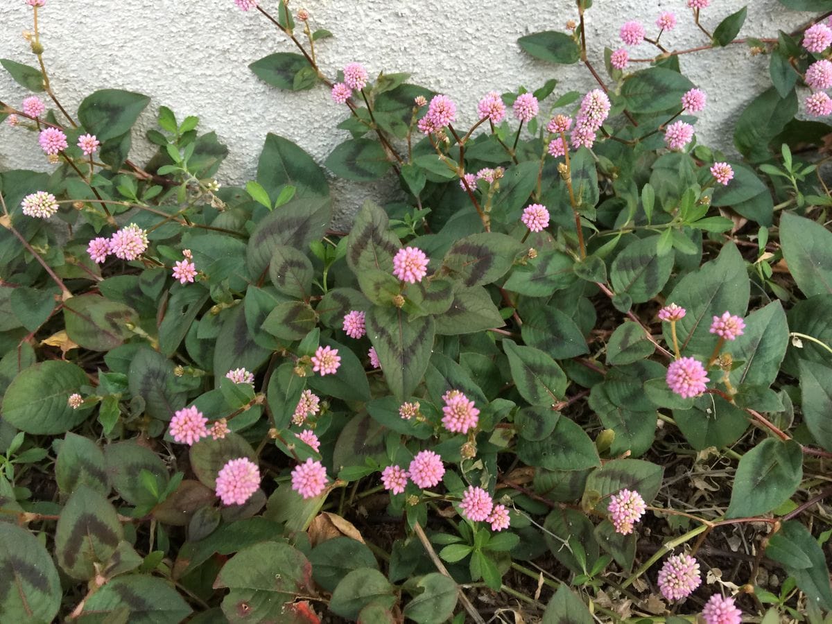 今日の花