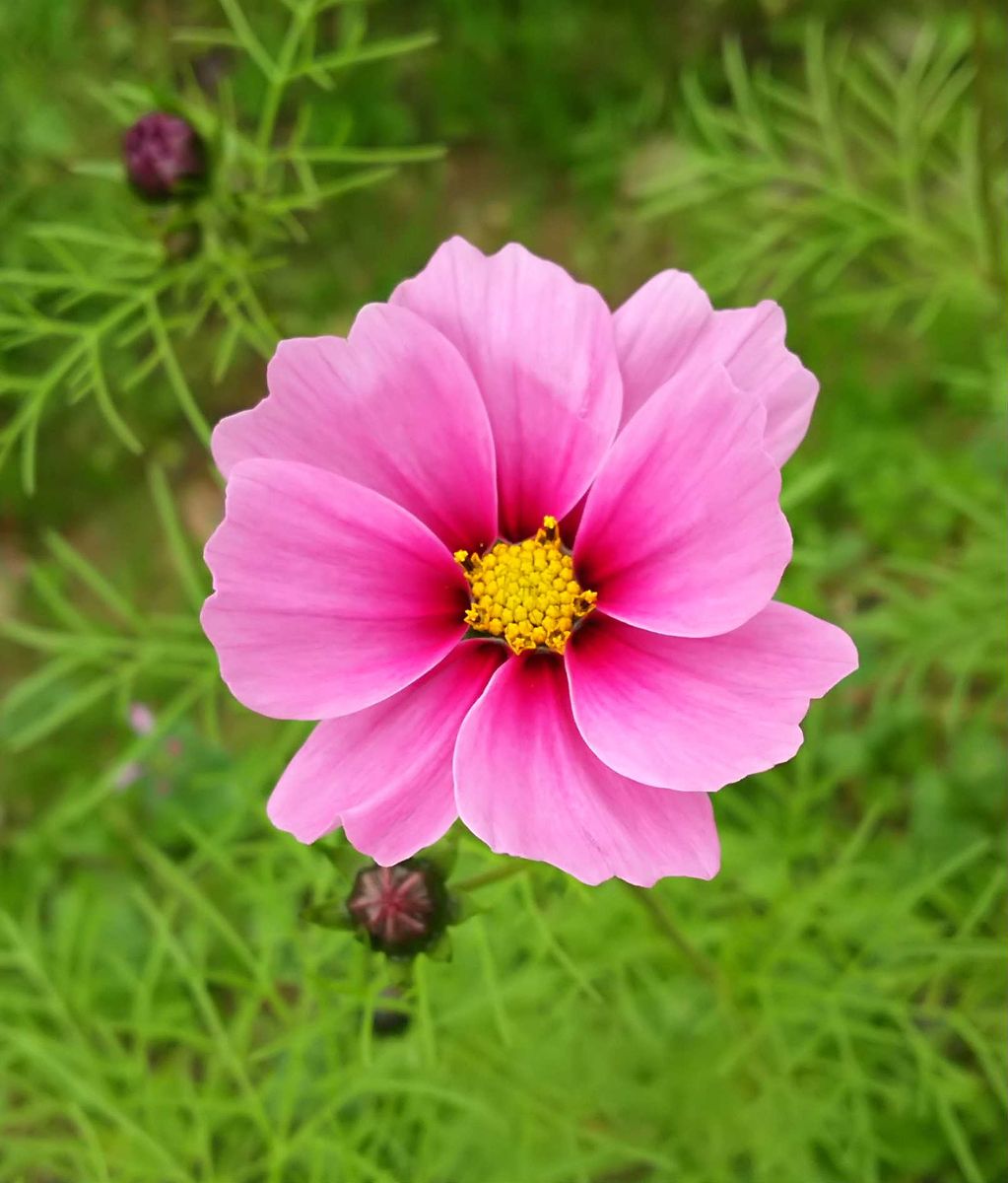 農業公園ではコスモスも開花しはじめておりました。