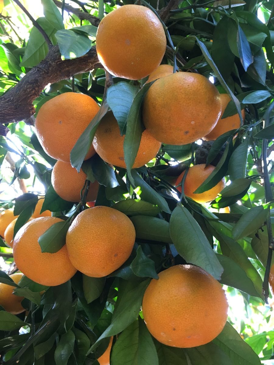 群馬県で、みかん狩り〜🍊