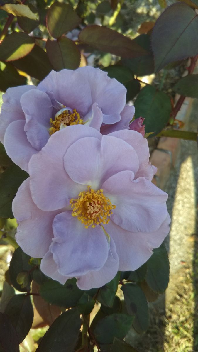 大船植物園🌫️薔薇散歩💮