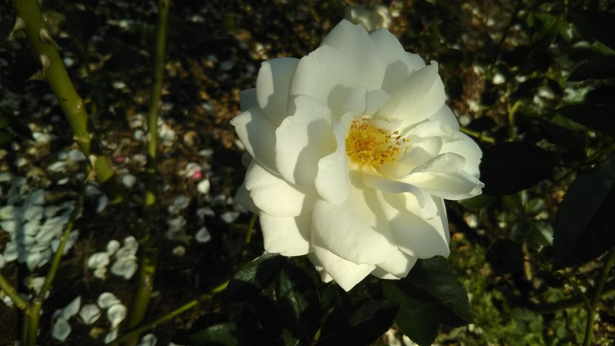 大船植物園🌫️薔薇散歩💮