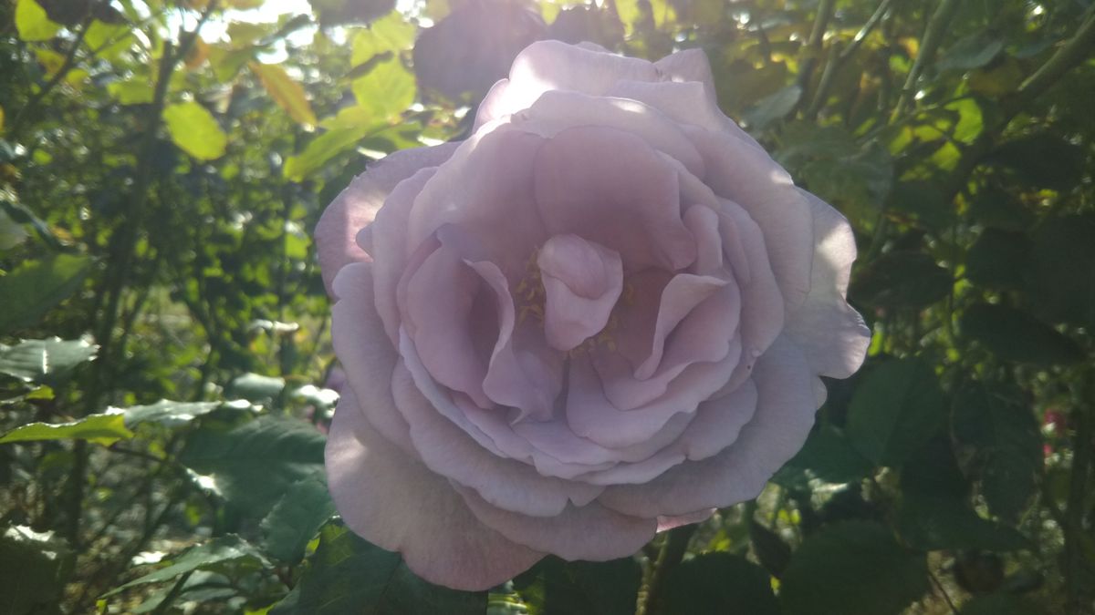 大船植物園🌫️ベルばらシリーズ✨