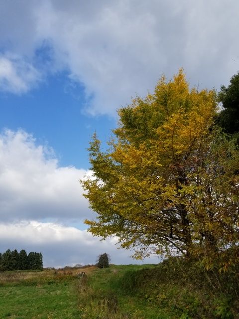 イチョウと銀杏