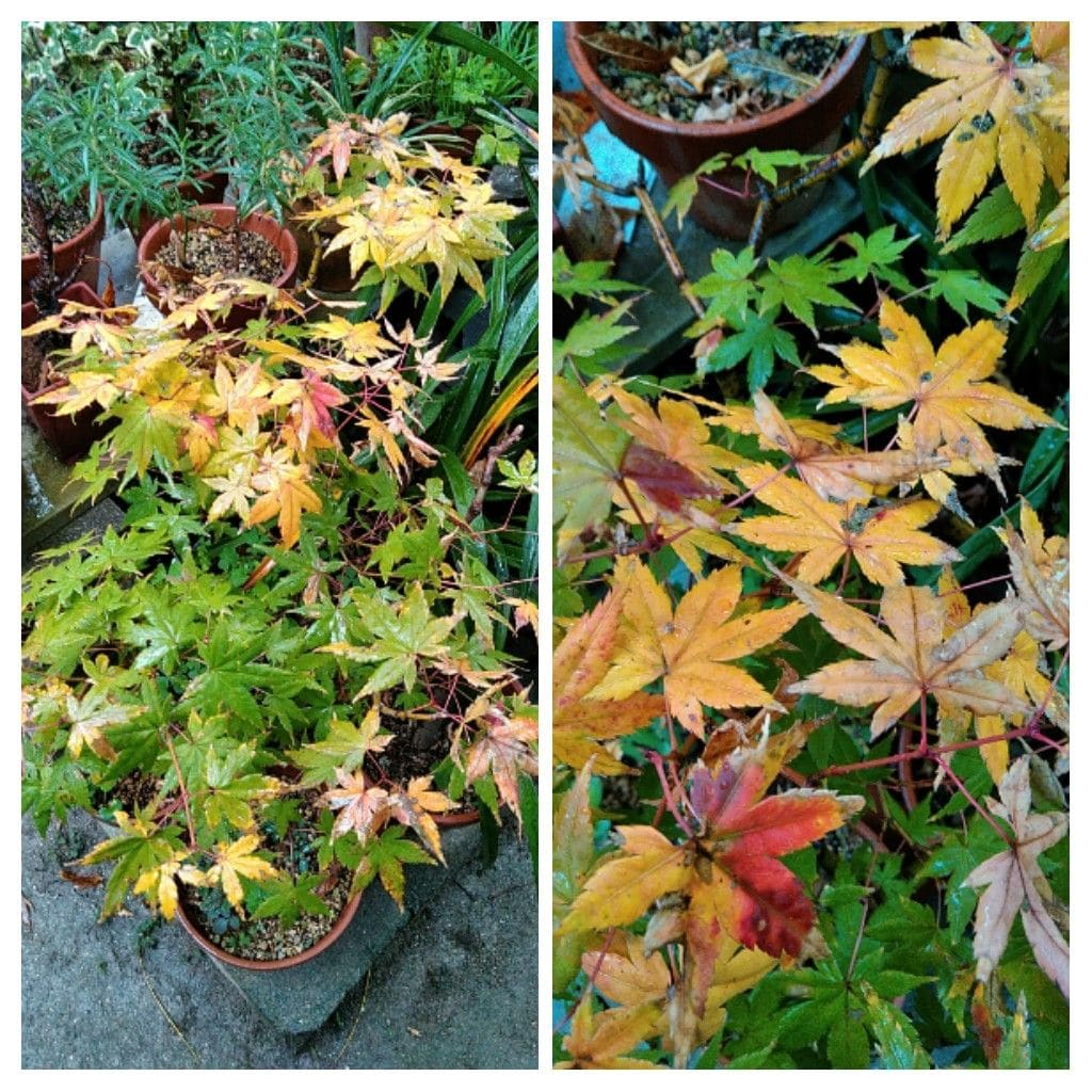 我が家の紅葉❗