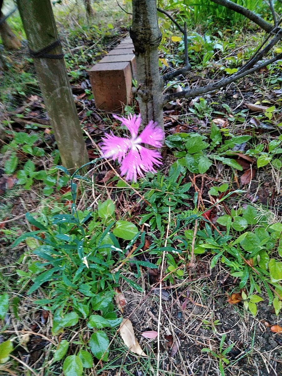 我が家の紅葉❗