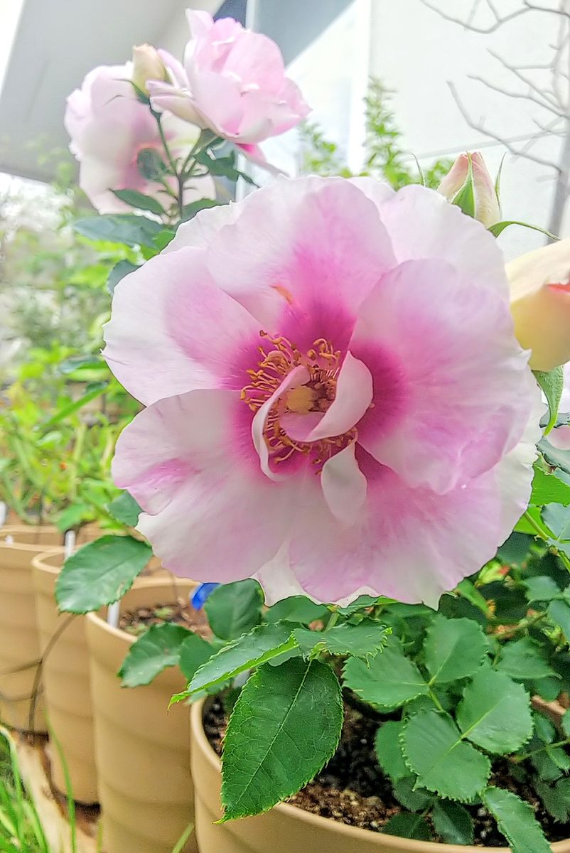 今日の美人バラ🌹花も変化します