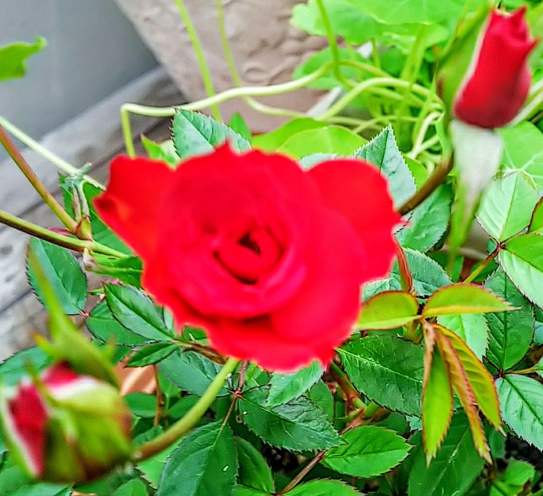 今日の美人バラ🌹花も変化します