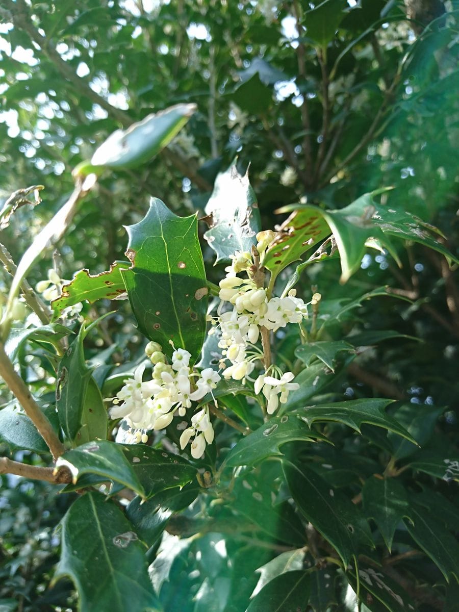 今日のお花はなぁにかな。