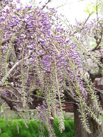 連休中のお花達