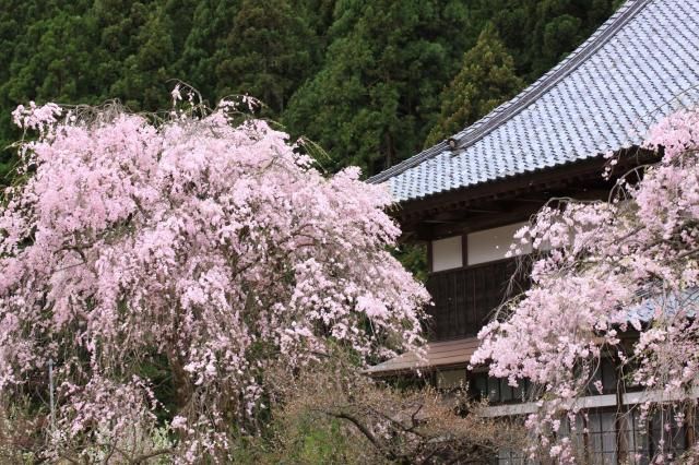 １００ｋの花旅と、TVの力はスゴイ！