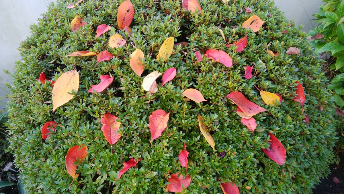 サツキの木に桜の葉🍂🌸