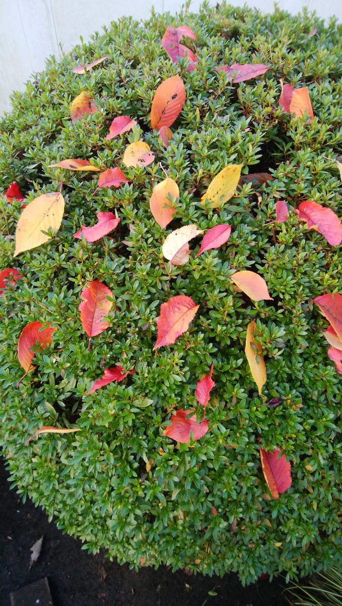 サツキの木に桜の葉🍂🌸