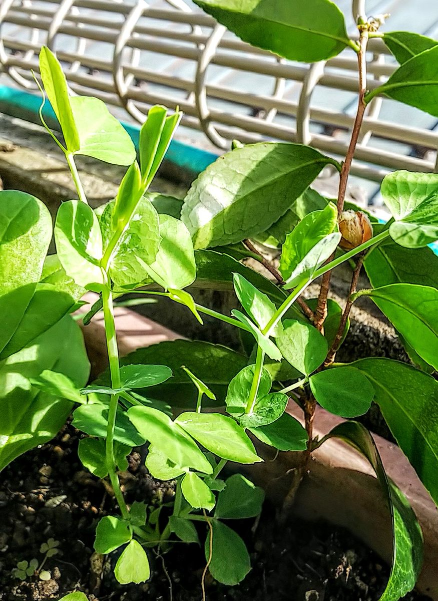 わが家の野菜🍀これから育つかな❤️