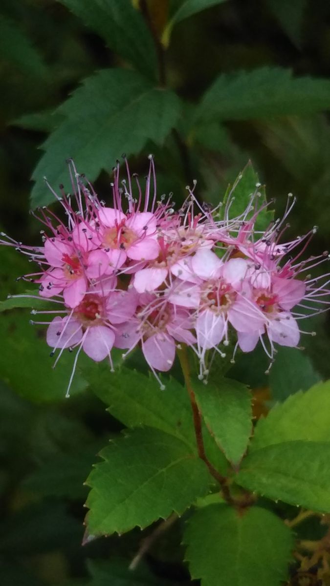 ピンクの小花