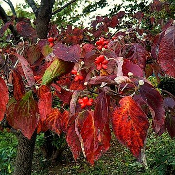 印西市北総花の丘公園の木の実３題