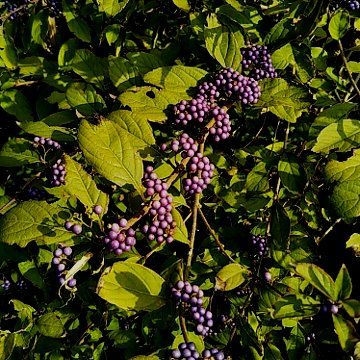 印西市北総花の丘公園の木の実３題