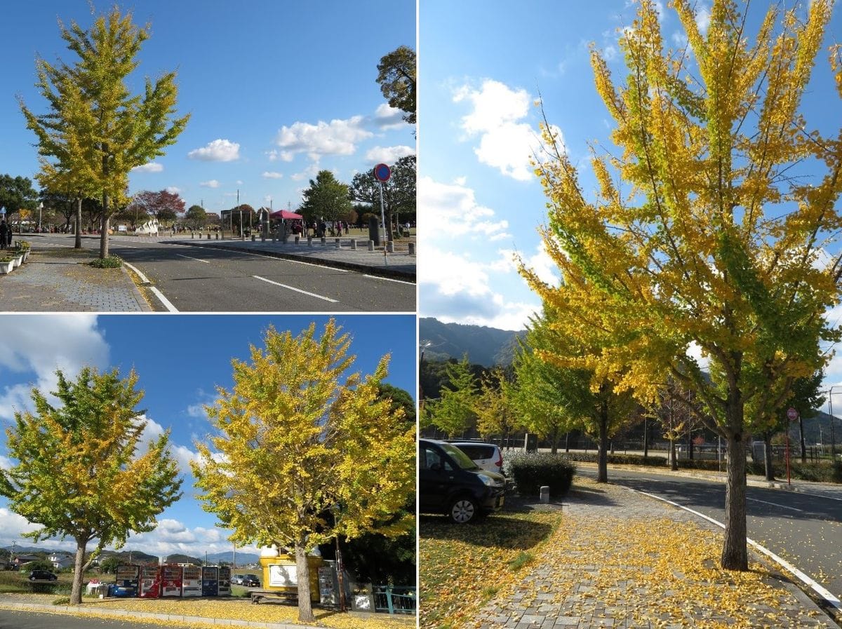 公園の銀杏並木