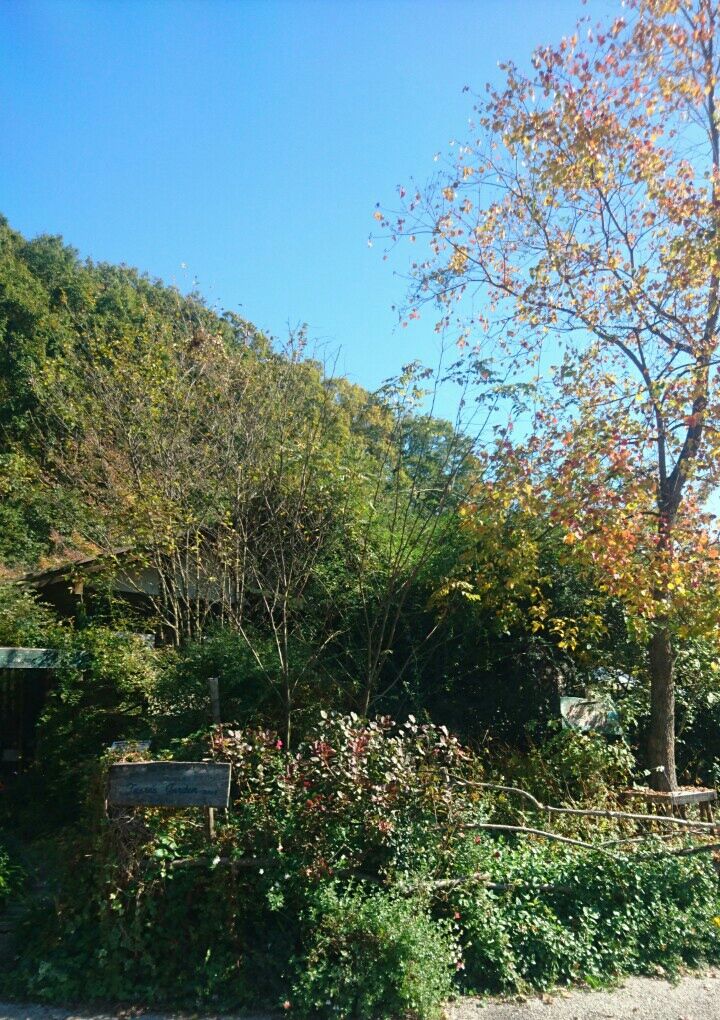 今日の花フェスタ公園