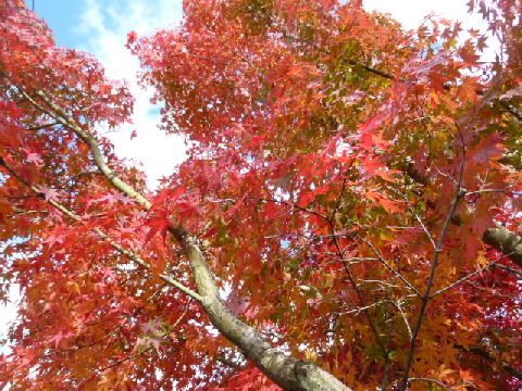 赤や黄色の色さまざまに　うっとり紅葉