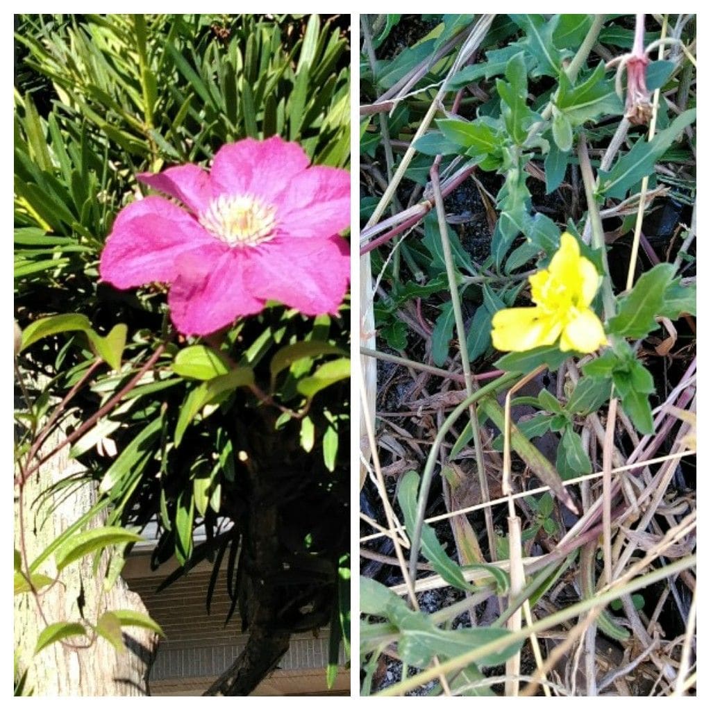 山芋の蔓の片付け❗