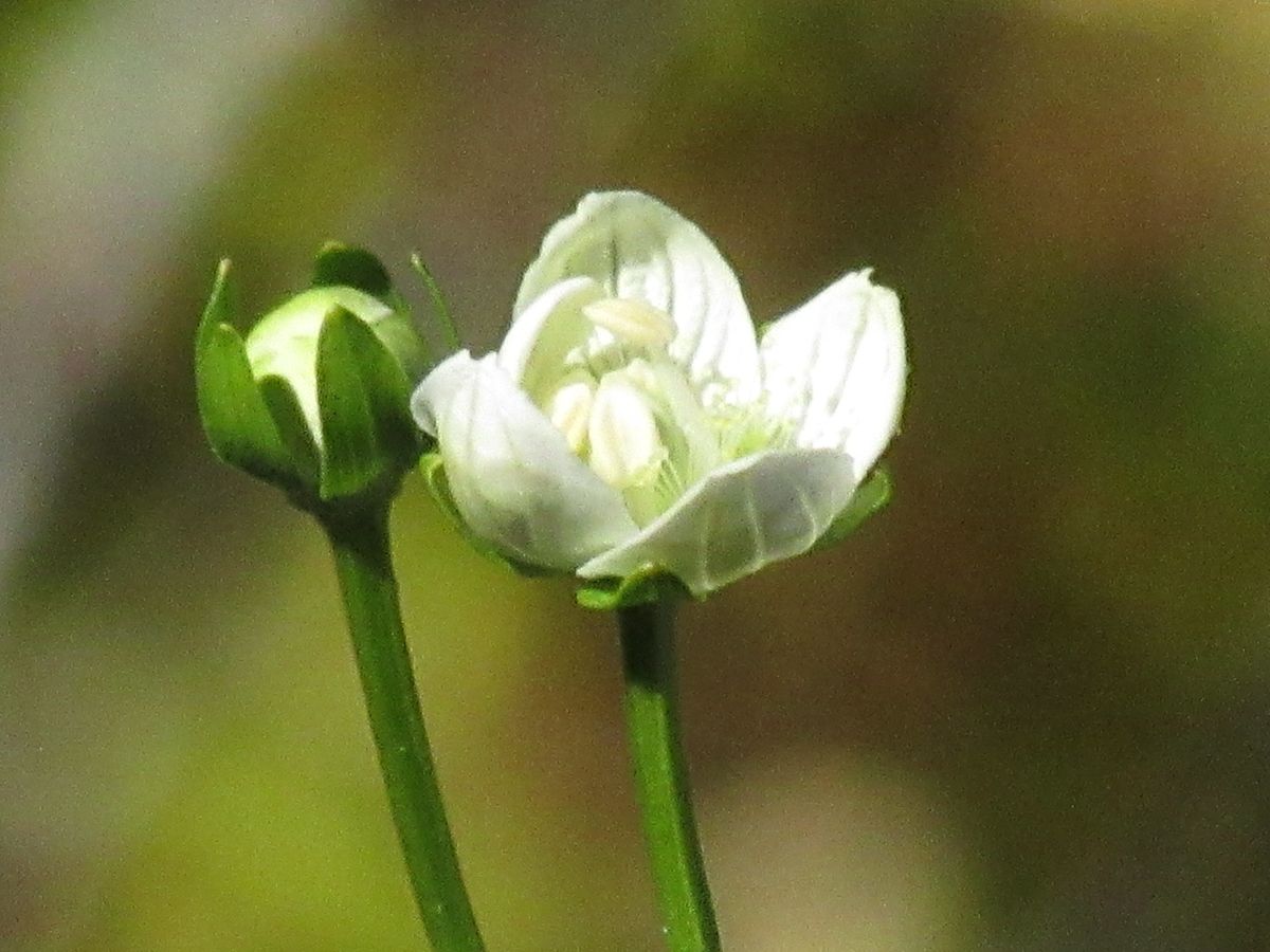 由愛(ゆめ)の花日記♪