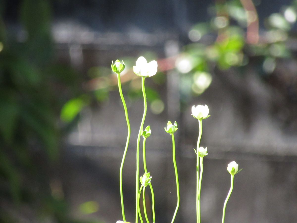 由愛(ゆめ)の花日記♪