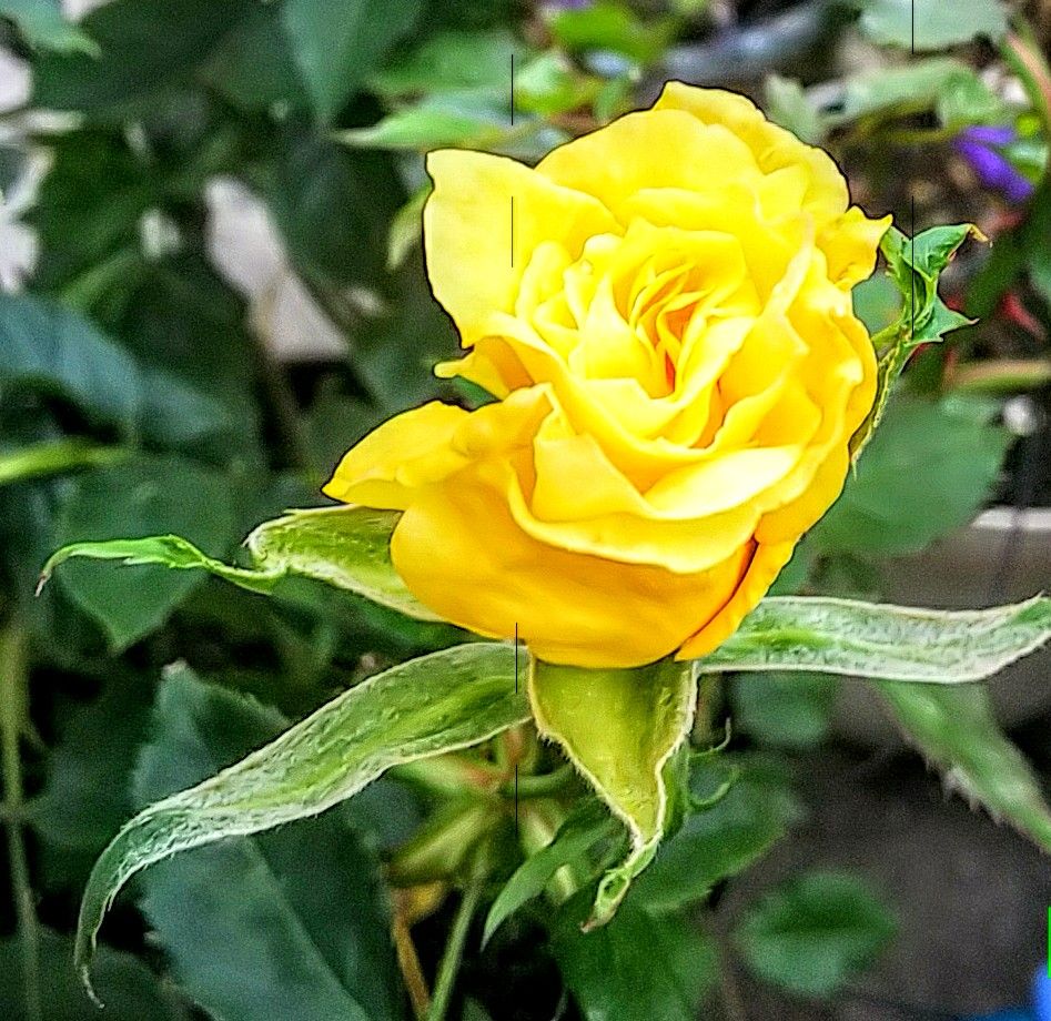 最後の薔薇🌹in函館