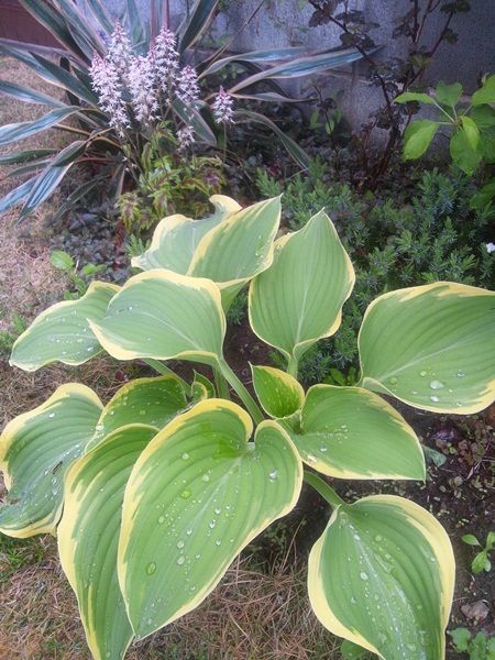 今日は雨