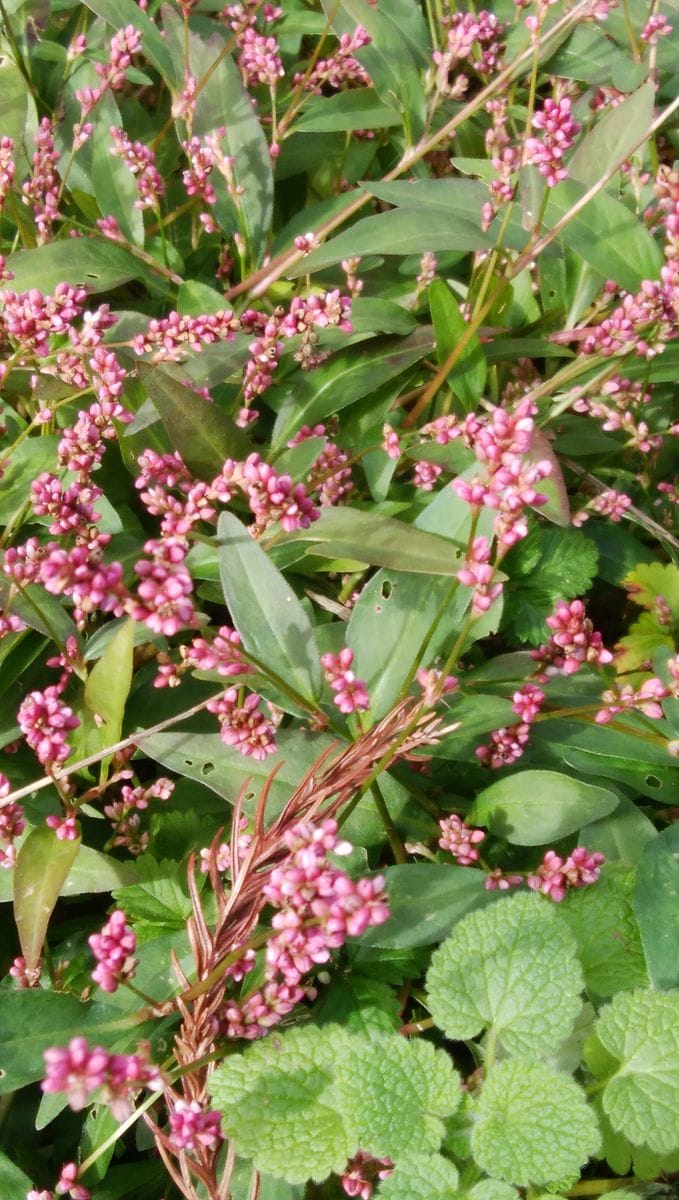 野の花も可愛い～🌼💗