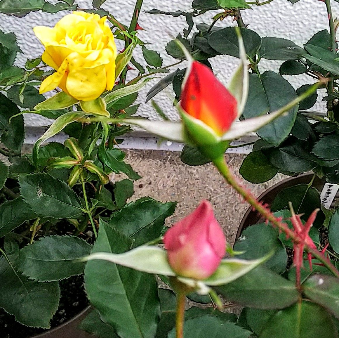 秋薔薇が最後の花を咲かせています✨in函館