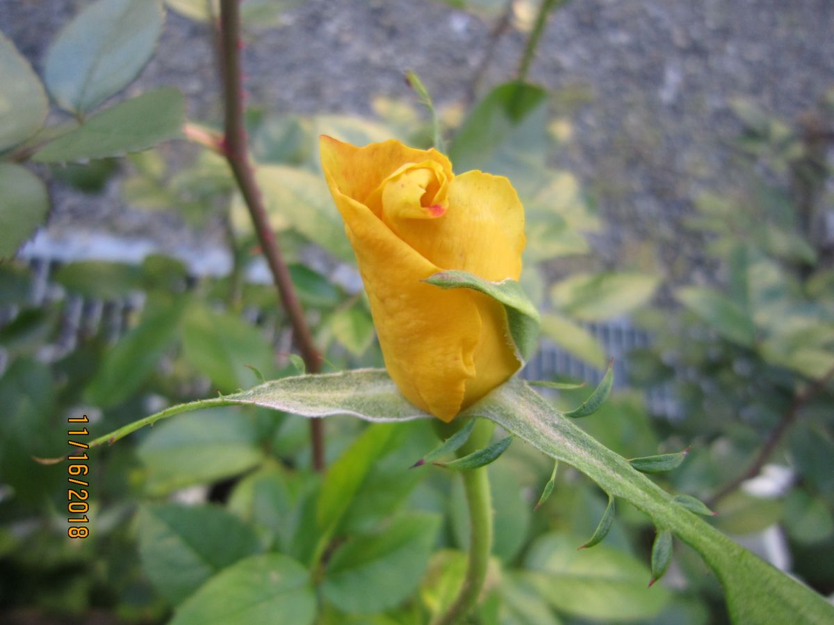 今日の薔薇たちの様子！！３０