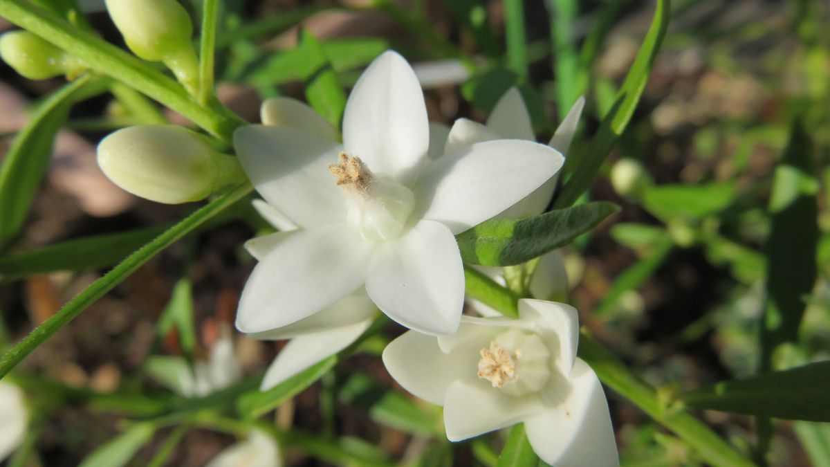 最近連れ帰った花－ホワイトサザンクロス