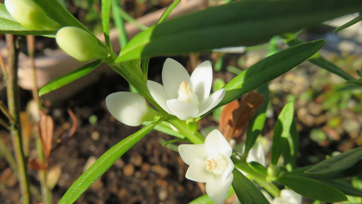 最近連れ帰った花－ホワイトサザンクロス