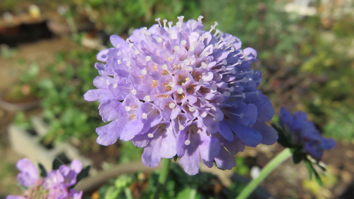 最近連れ帰った花－スカビオサ・ブルーバルーン