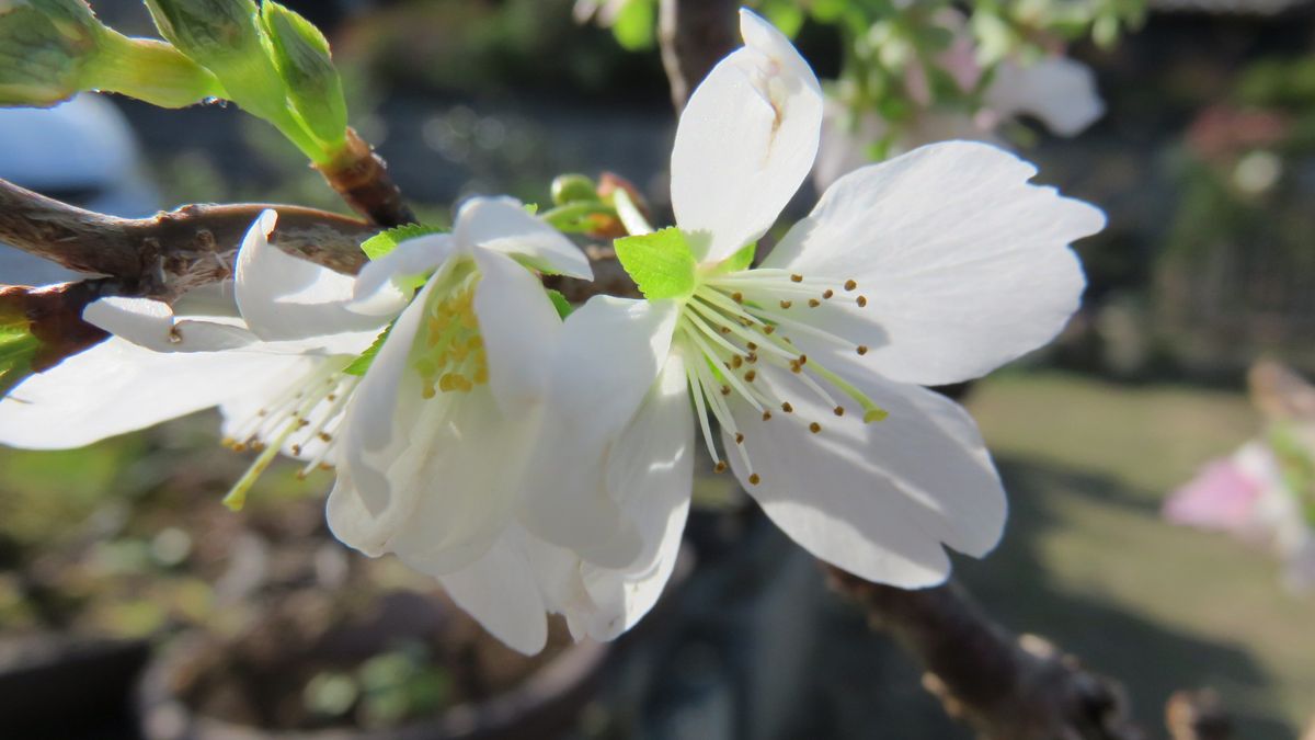 最近連れ帰った花－十月桜