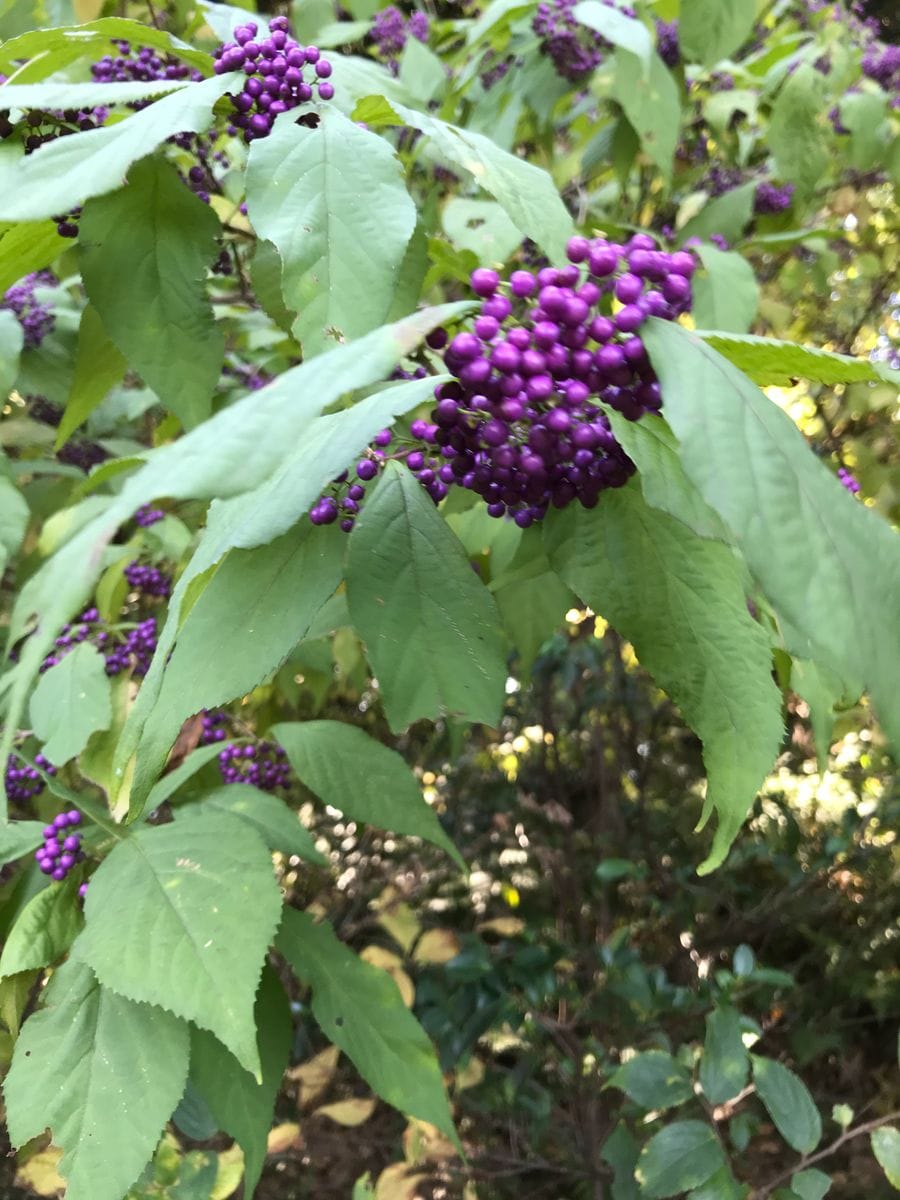 六義園の紅葉