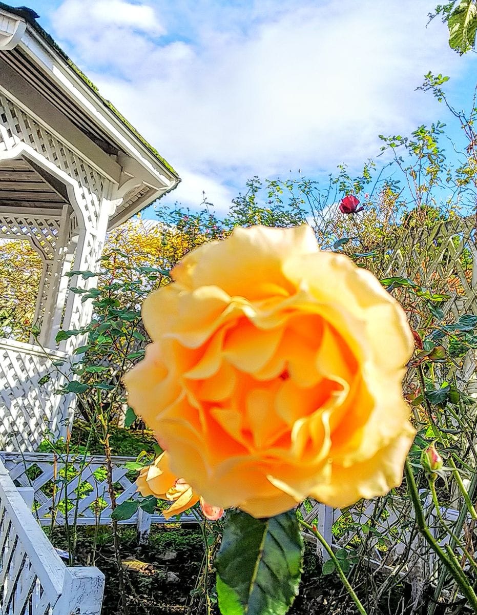 旧英国領事館の🌹バラ②