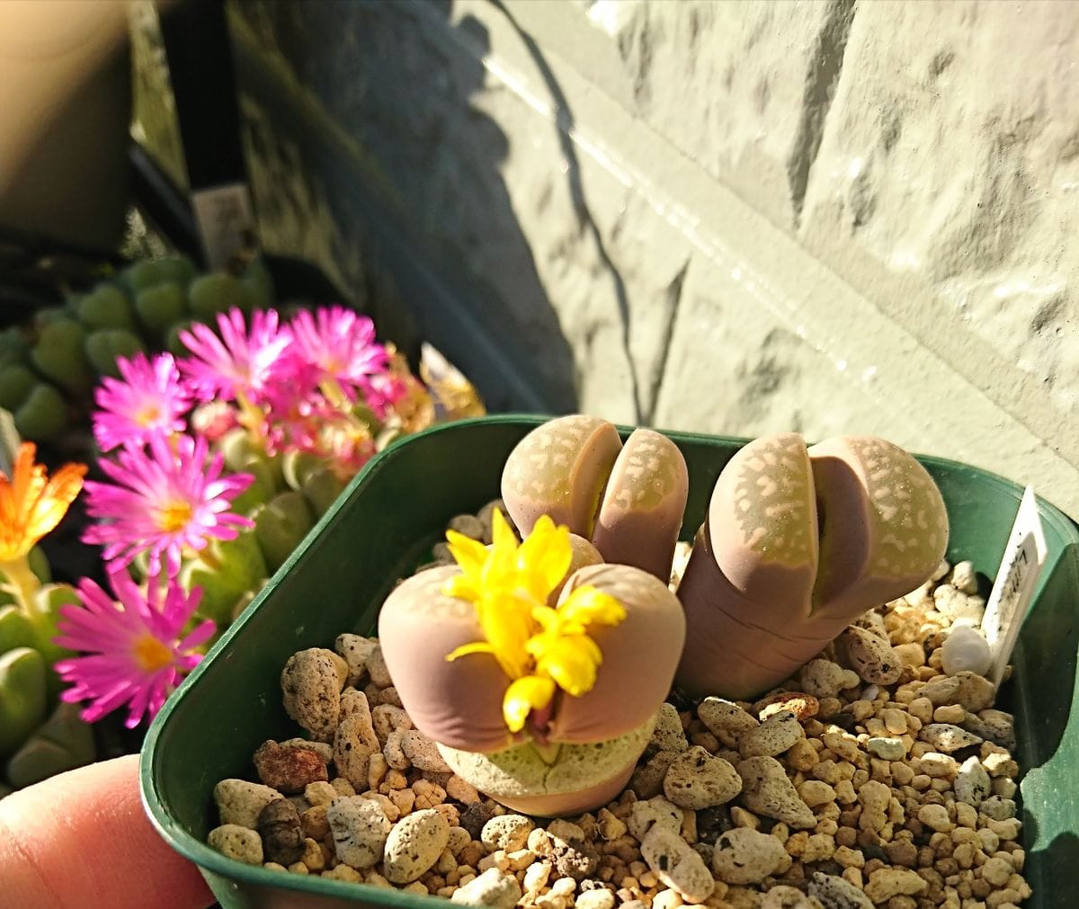 ぽかぽか陽気に花開け・・・