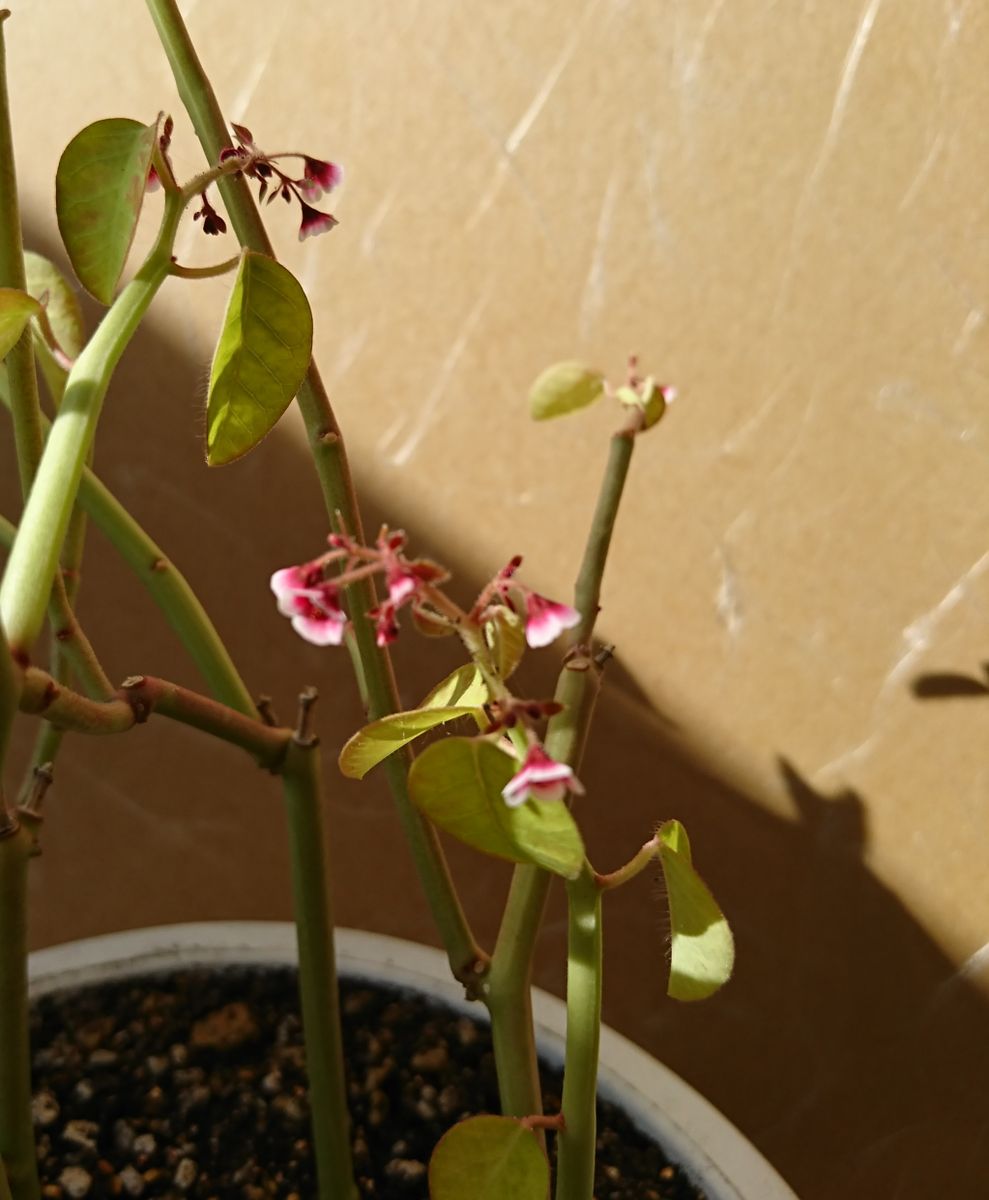 ぽかぽか陽気に花開け・・・