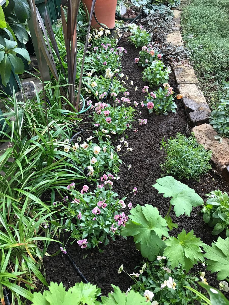 春に向けて🌷植え付け①