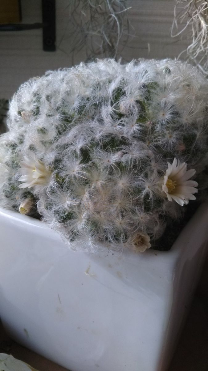 サボテン🌵頂きました💕