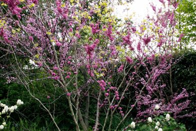 【植物図鑑】イヌツゲなど4種類の植物情報追加