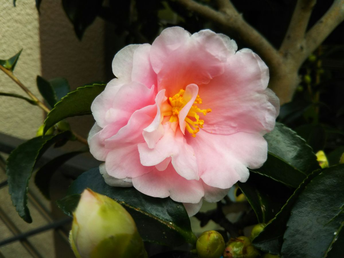 山茶花の花が咲き始めました！