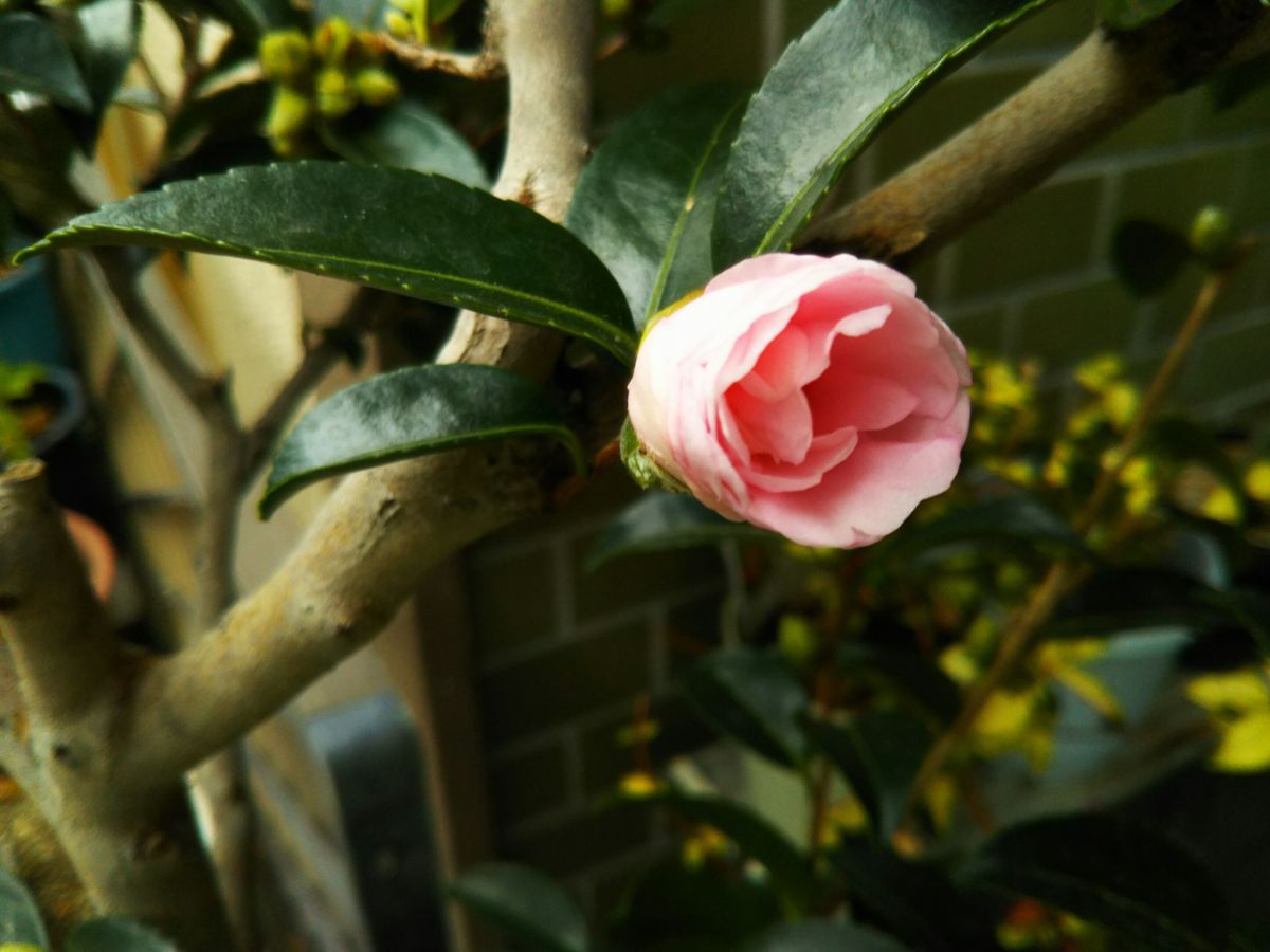 山茶花の花が咲き始めました！