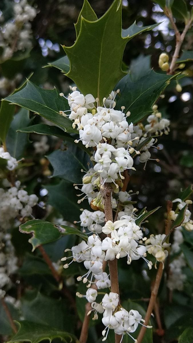 柊の花が咲いていました‼️