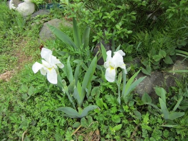 今日は　1日中雨でした☂