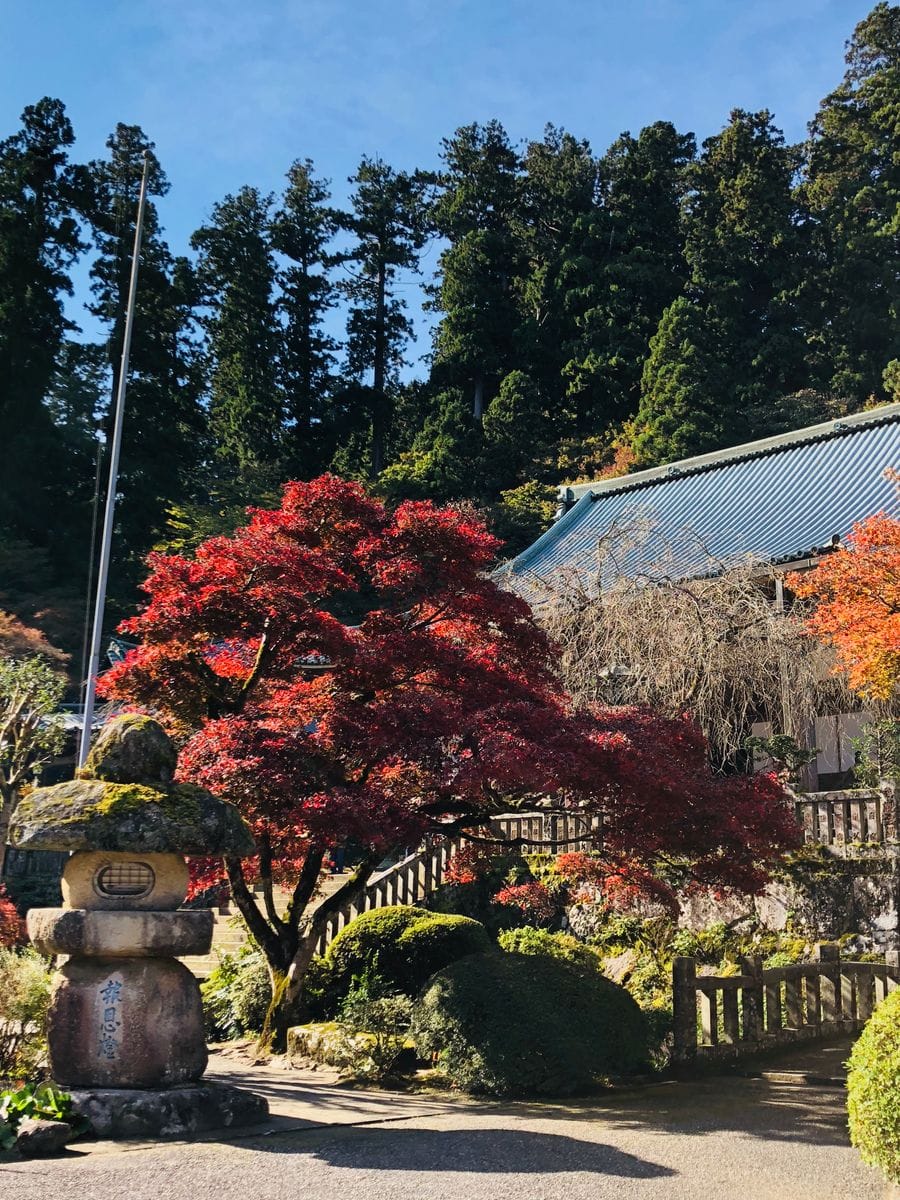 大雄山🍁最乗寺散策🎵